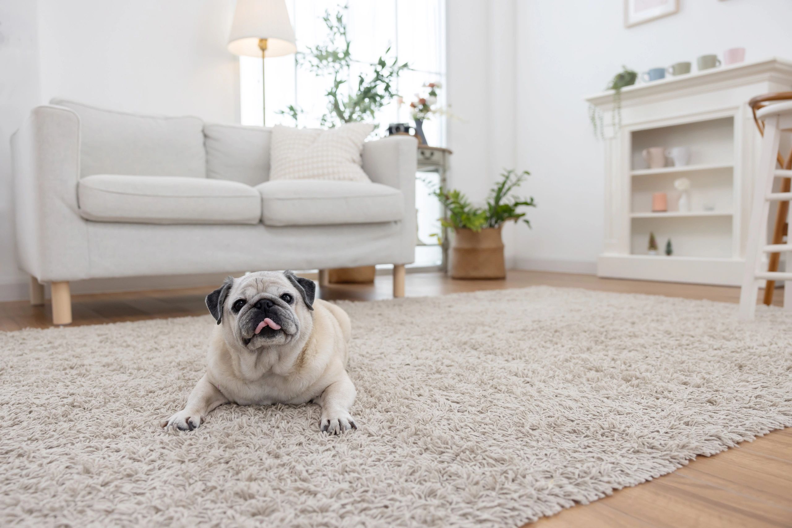 clean carpet home